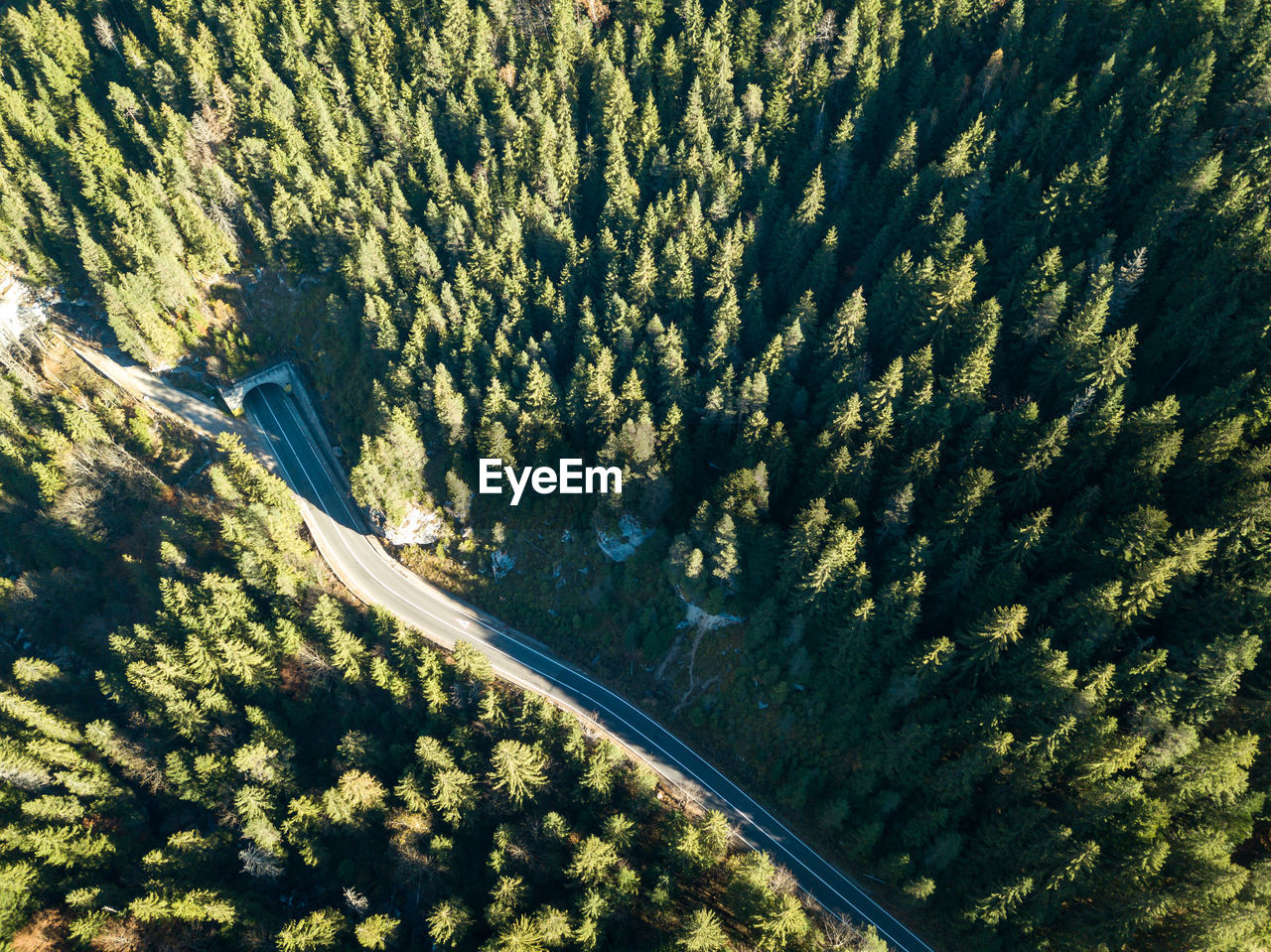 high angle view of trees