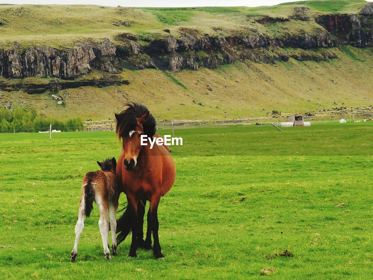 Islandic horses 