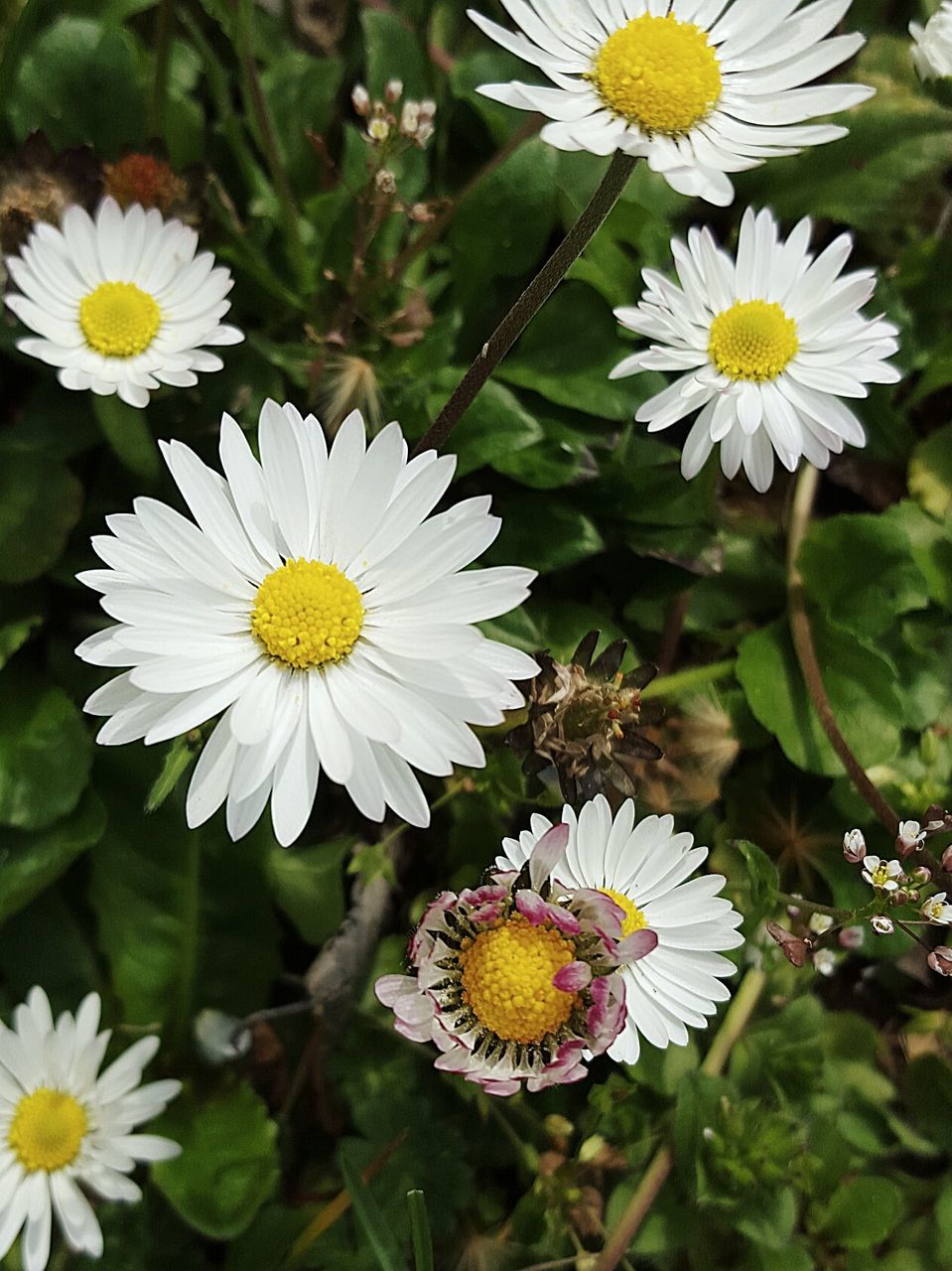 Close-up of white daisy flowers