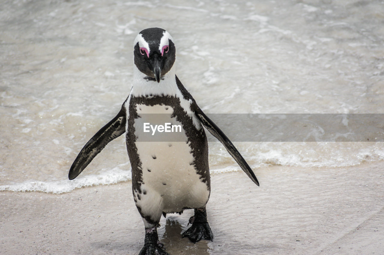 VIEW OF PENGUINS ON WATER