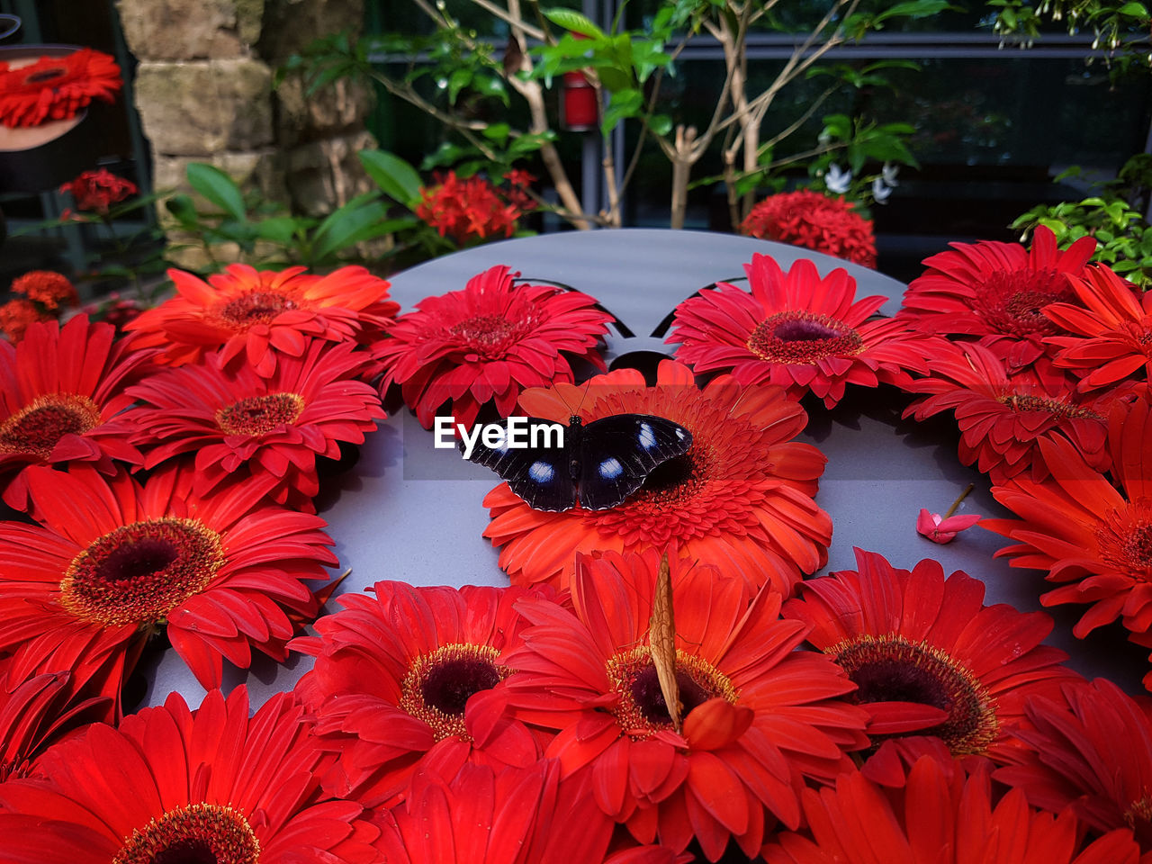 Great eggly butterfly, also known as the blue moon butterfly, among red gerbera daisies.