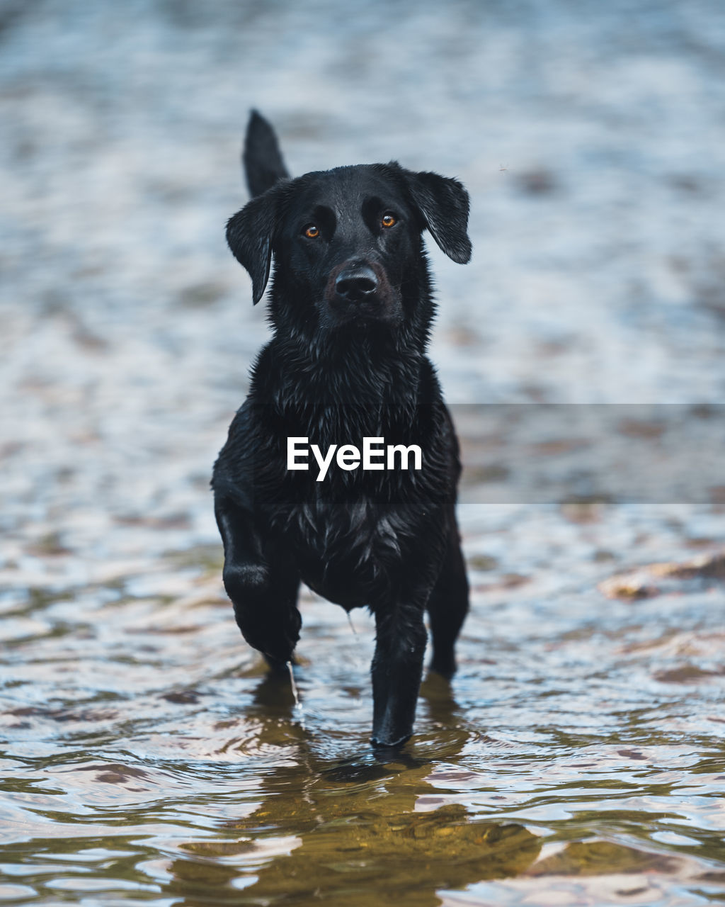 PORTRAIT OF BLACK DOG IN THE WATER