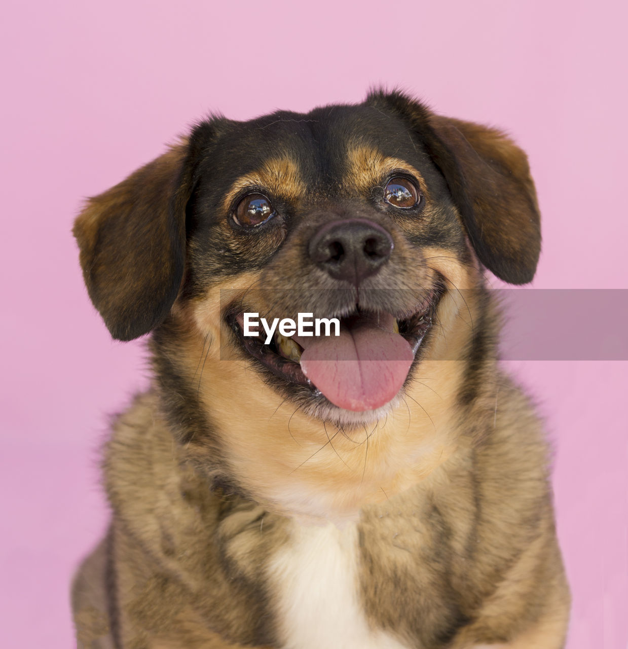 Close-up portrait of dog against pink background