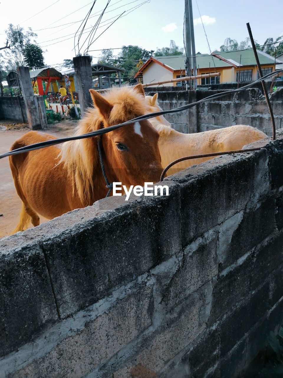 close-up of horse standing on retaining wall