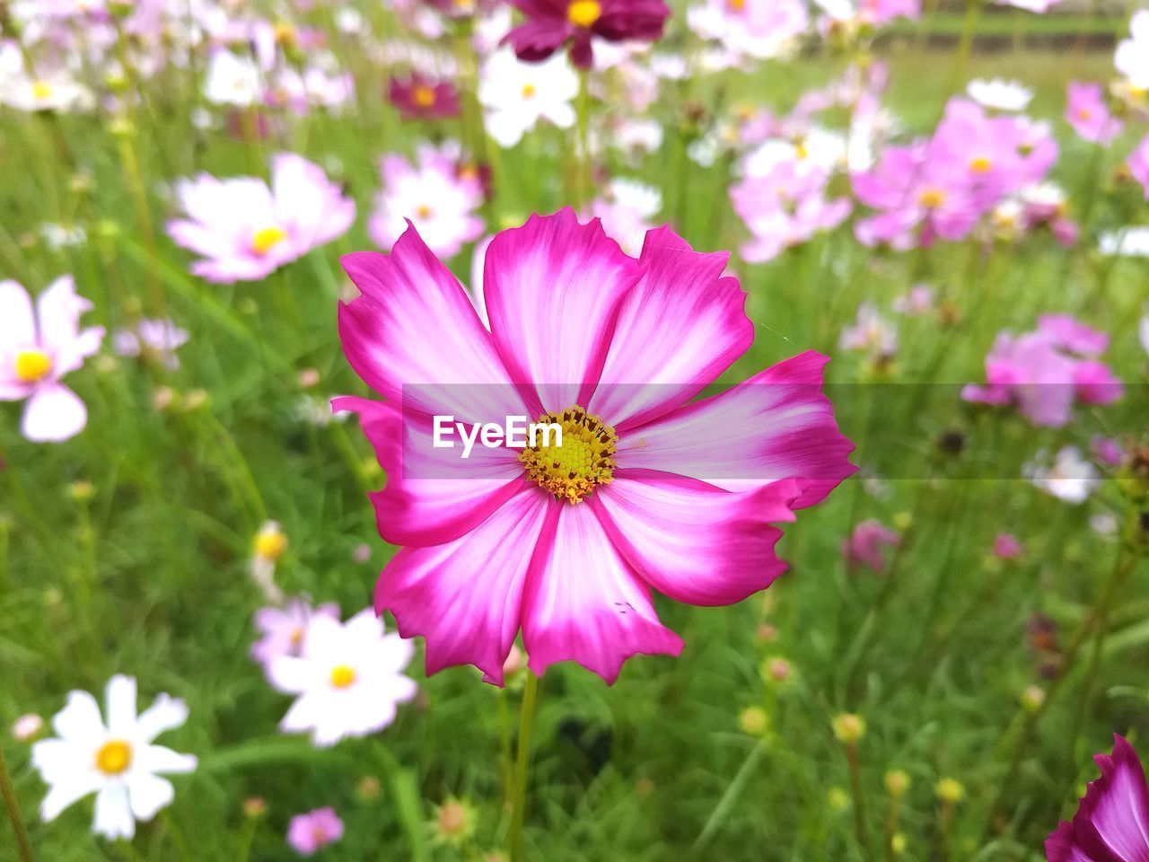 flower, flowering plant, garden cosmos, plant, freshness, beauty in nature, fragility, petal, flower head, cosmos, close-up, inflorescence, growth, pink, cosmos flower, nature, pollen, no people, meadow, focus on foreground, field, daisy, day, outdoors, wildflower, springtime, grass, green, summer, land