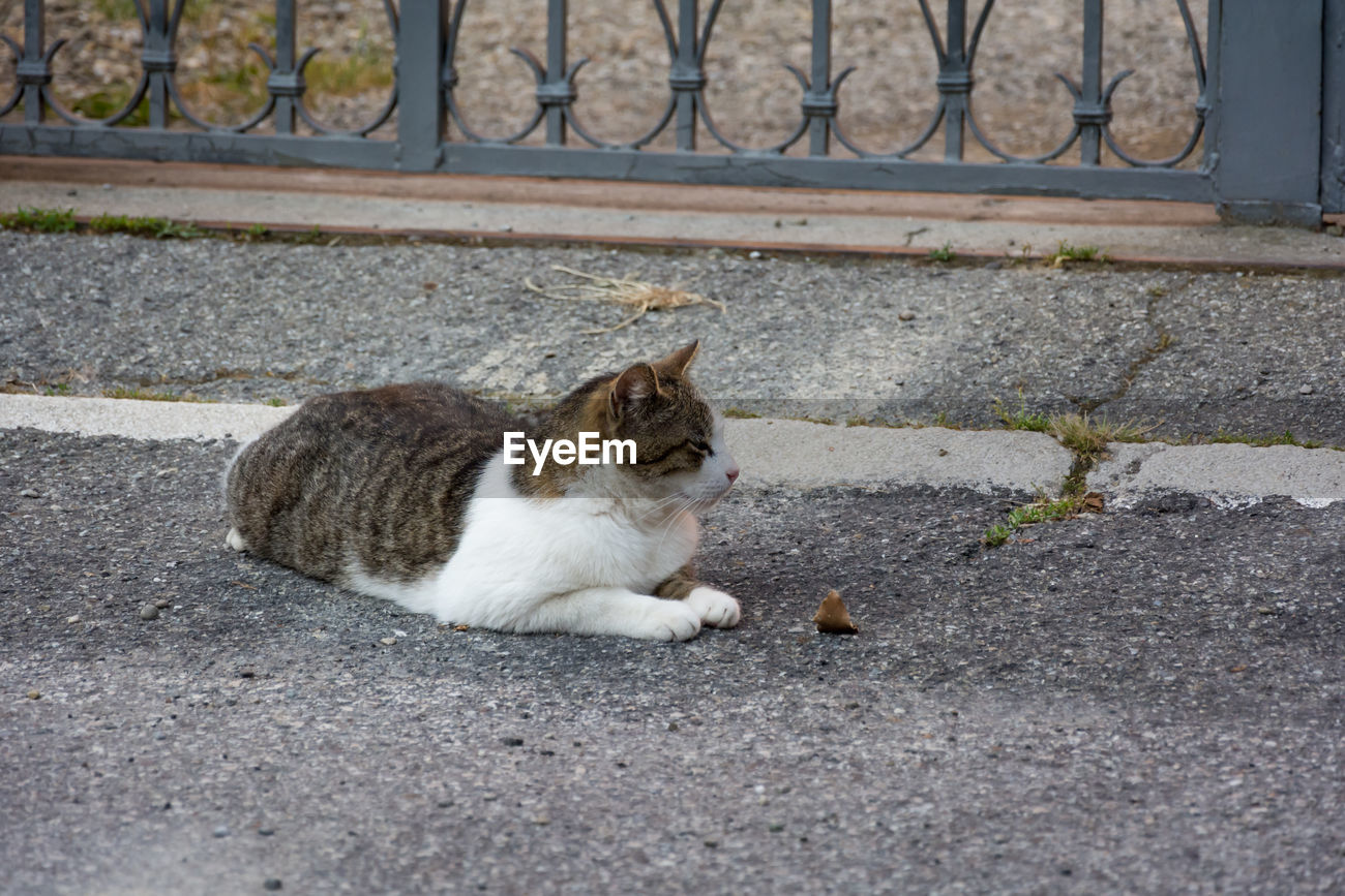 Side View Of Cat Sitting On Street Id 88520414 Your cat sitting side view stock images are ready. eyeem