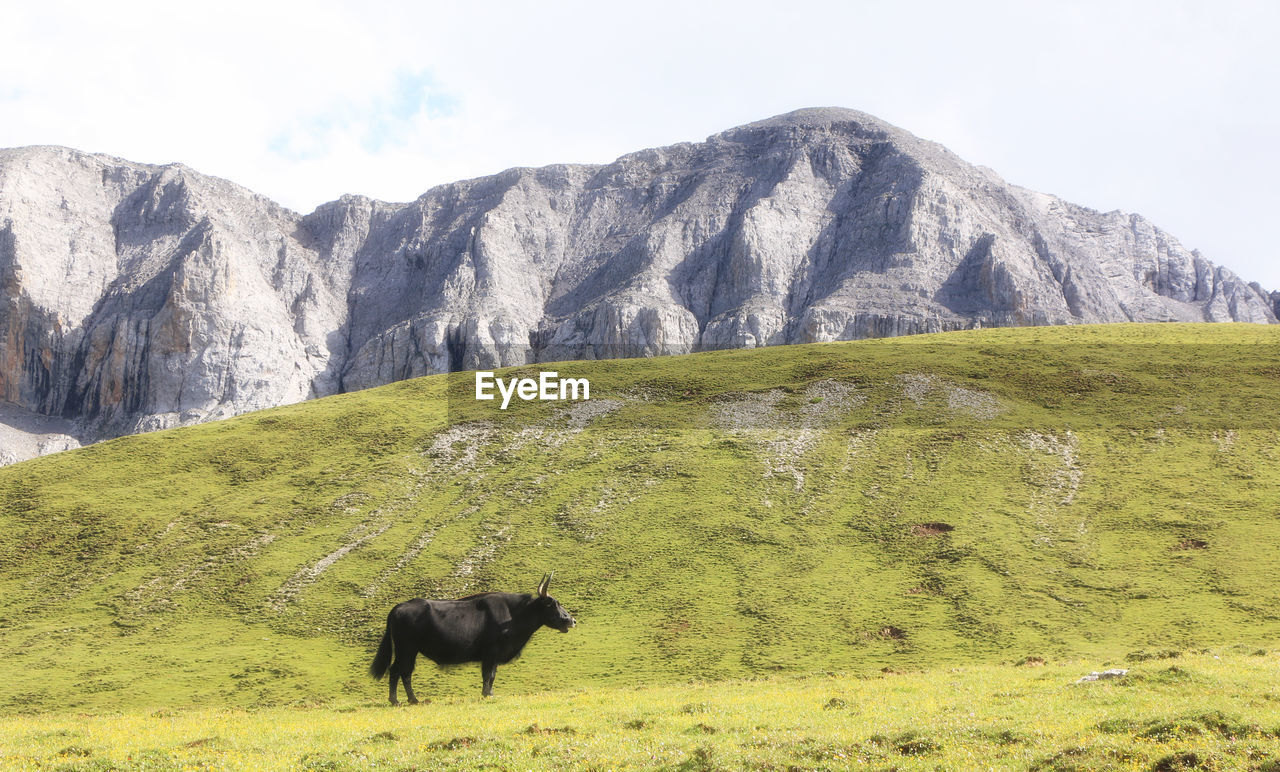 A yak standing on glassland rock mountain scerary