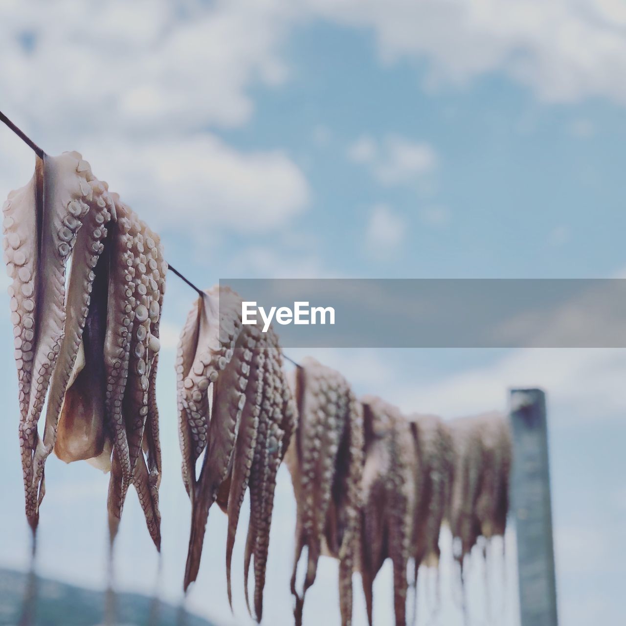 Low angle view of octopus drying on string against sky