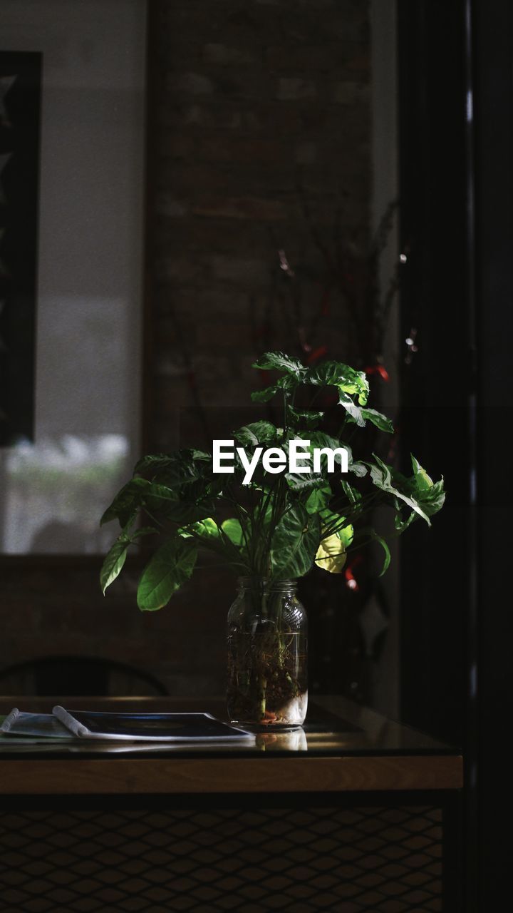 plant, green, nature, light, darkness, indoors, growth, no people, lighting, table, leaf, potted plant, freshness, plant part, flower, glass, home interior, window, houseplant, flowering plant, wood, food and drink, black, vase, beauty in nature, day