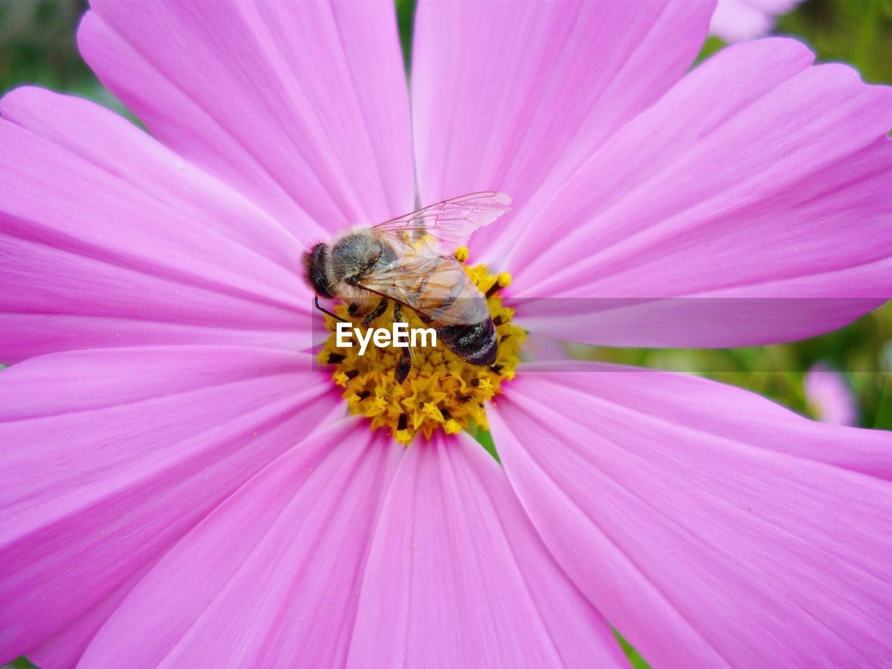 Close-up of bee on pink flower