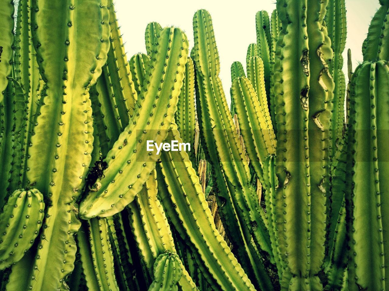 Detail shot of cactus plants