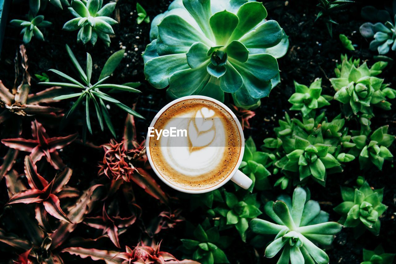 Directly above shot of cappuccino amidst succulent plants