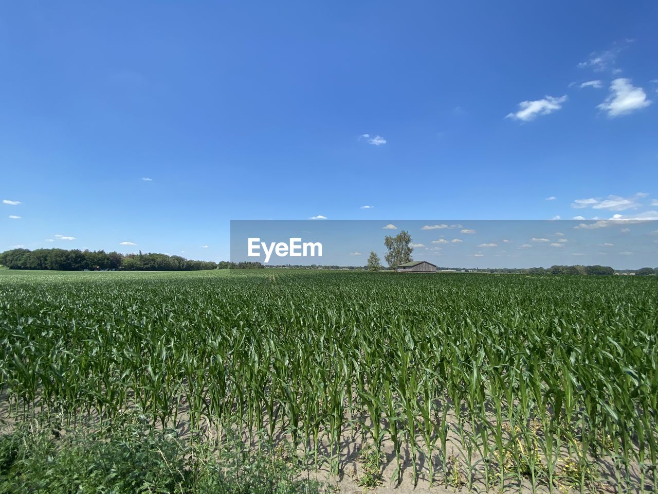 SCENIC VIEW OF FARM AGAINST SKY