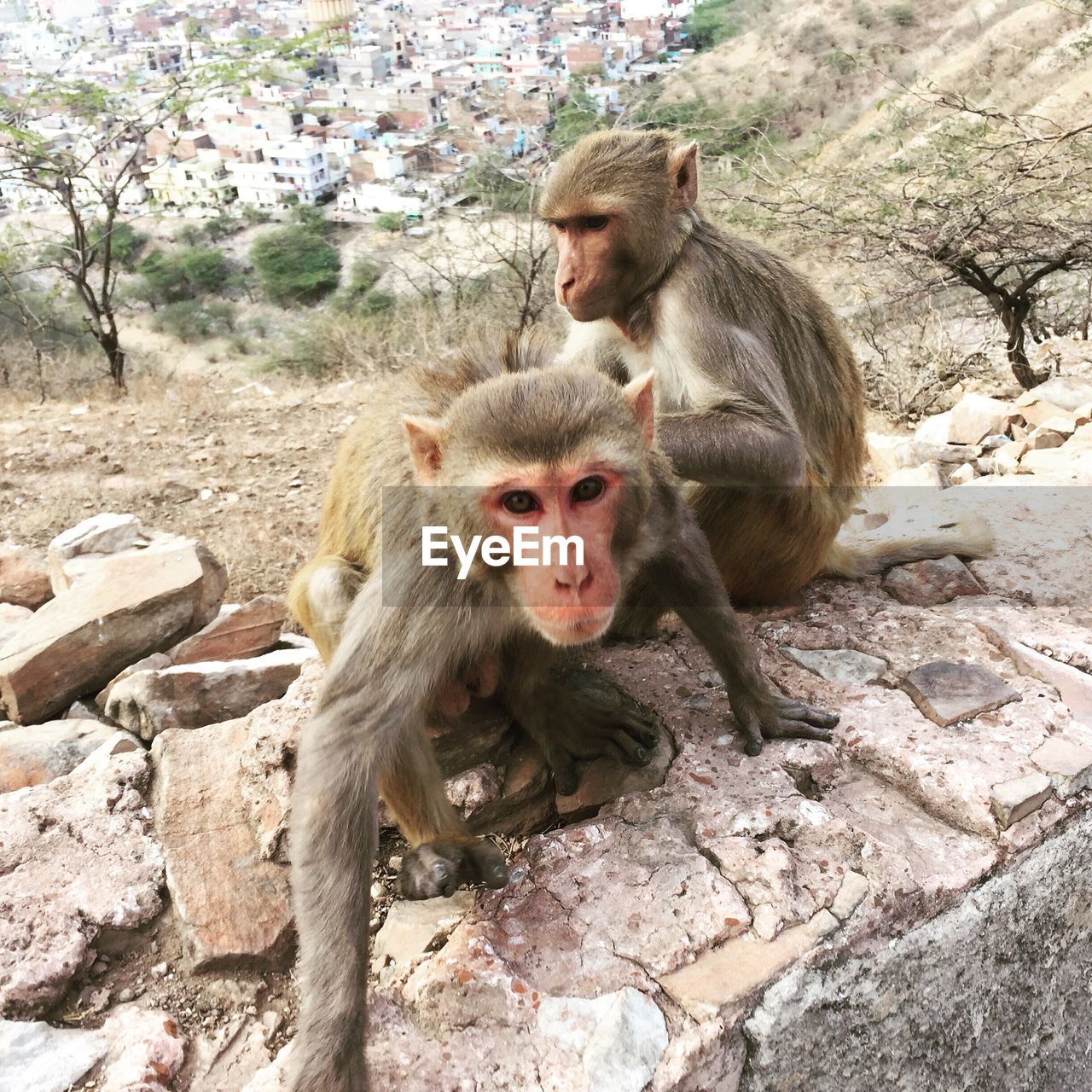 Monkeys sitting on rocks