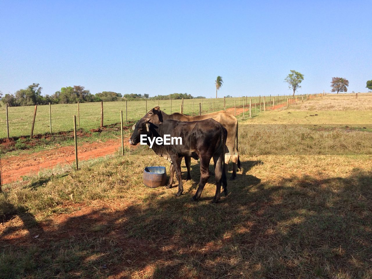 COW ON FIELD AGAINST SKY
