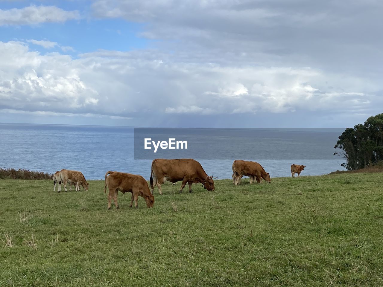 Cows grazing in a field