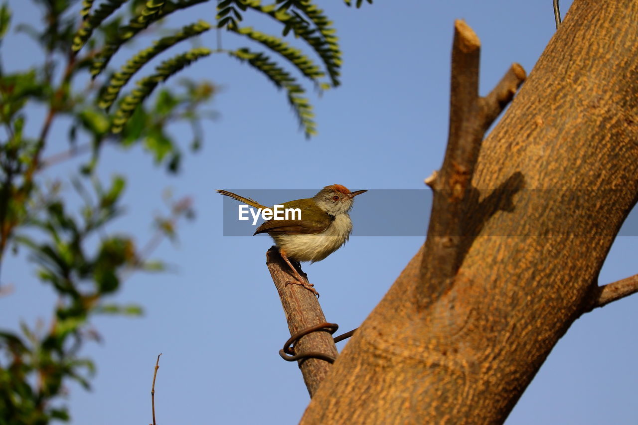 Common tailorbird perching on tree stem