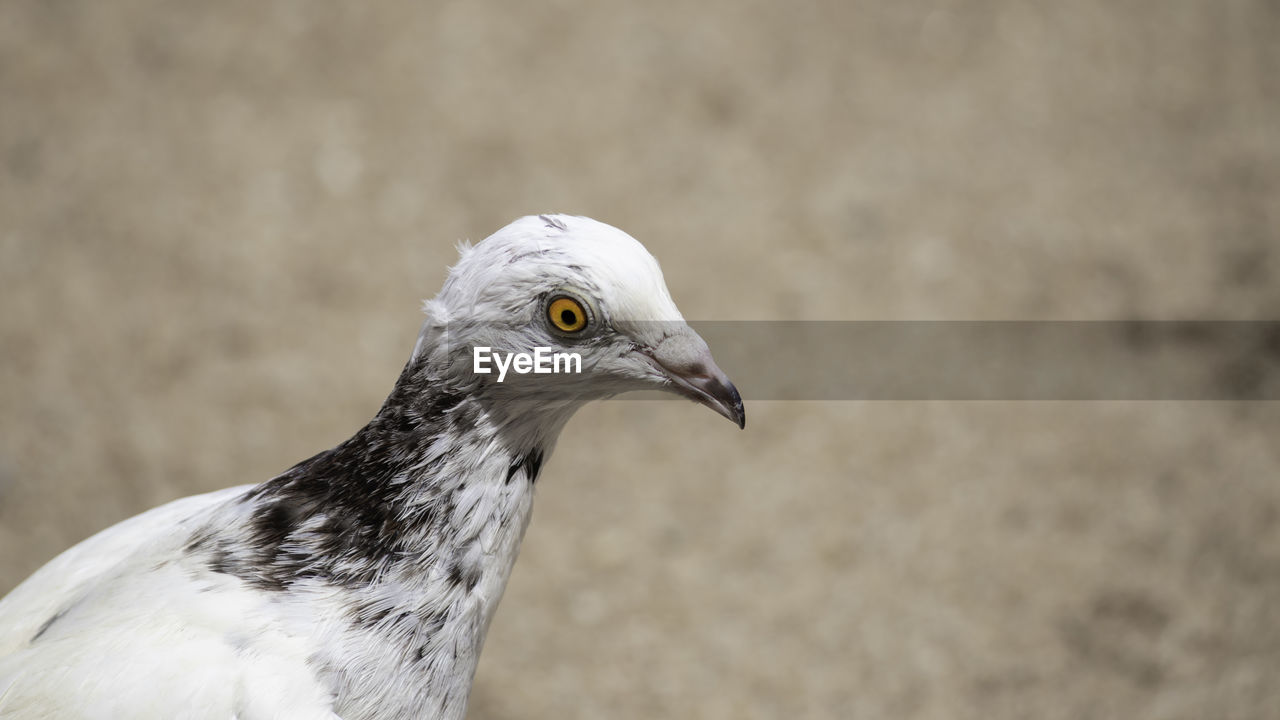 CLOSE-UP OF SEAGULL AGAINST BLURRED BACKGROUND
