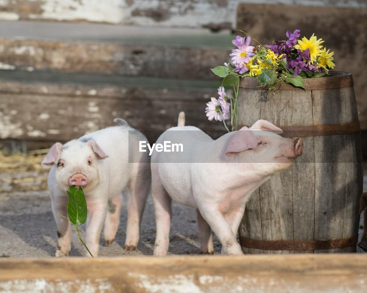 Piglets standing by wooden barrel with flowers