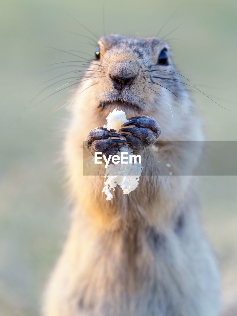 animal, animal themes, one animal, animal wildlife, mammal, whiskers, wildlife, close-up, squirrel, portrait, no people, animal body part, nature, looking at camera, outdoors, animal head, focus on foreground, eating, day, rodent