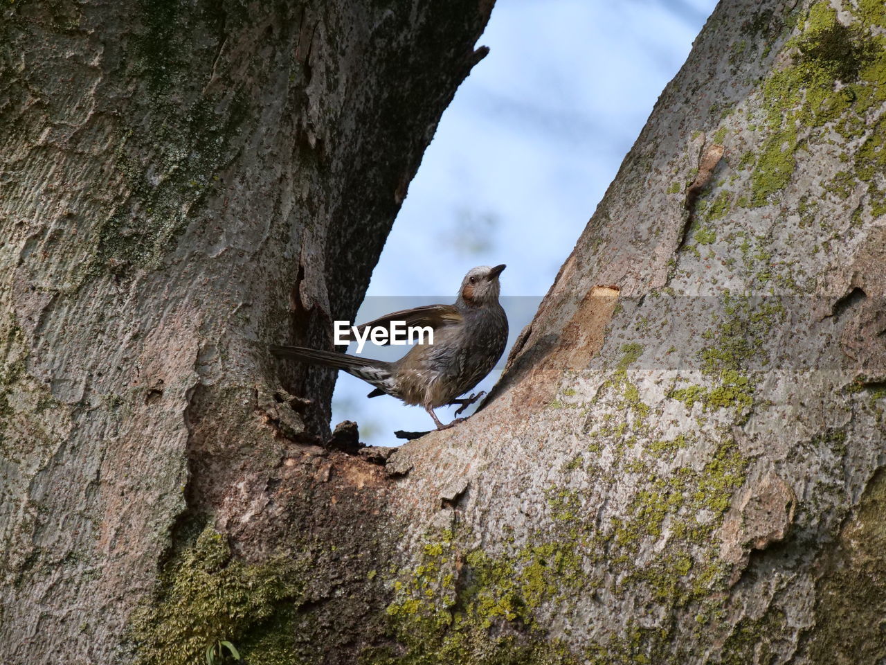 LOW ANGLE VIEW OF A BIRD PERCHING ON TREE TRUNK