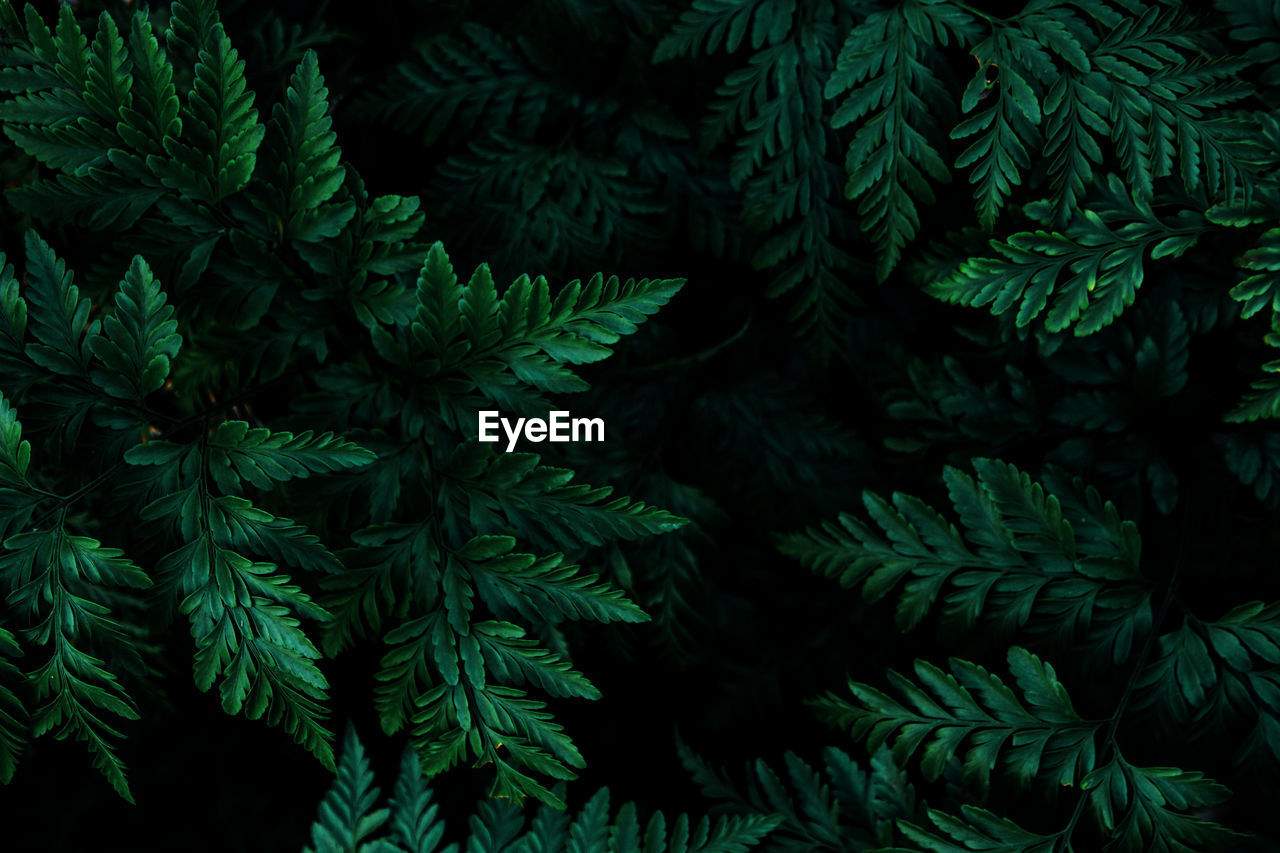 Close-up of leaves growing on tree at night