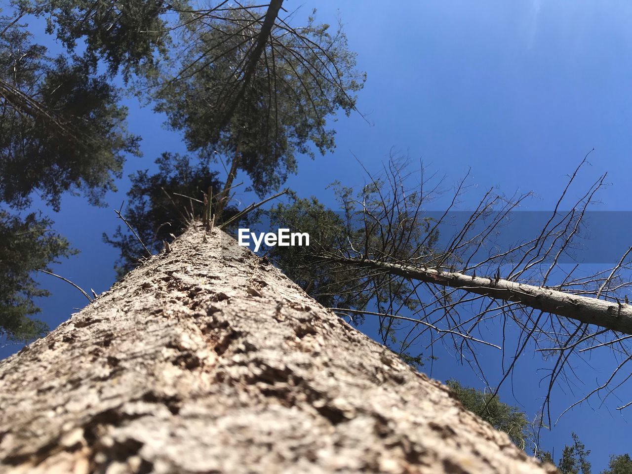 LOW ANGLE VIEW OF TREE TRUNK AGAINST SKY