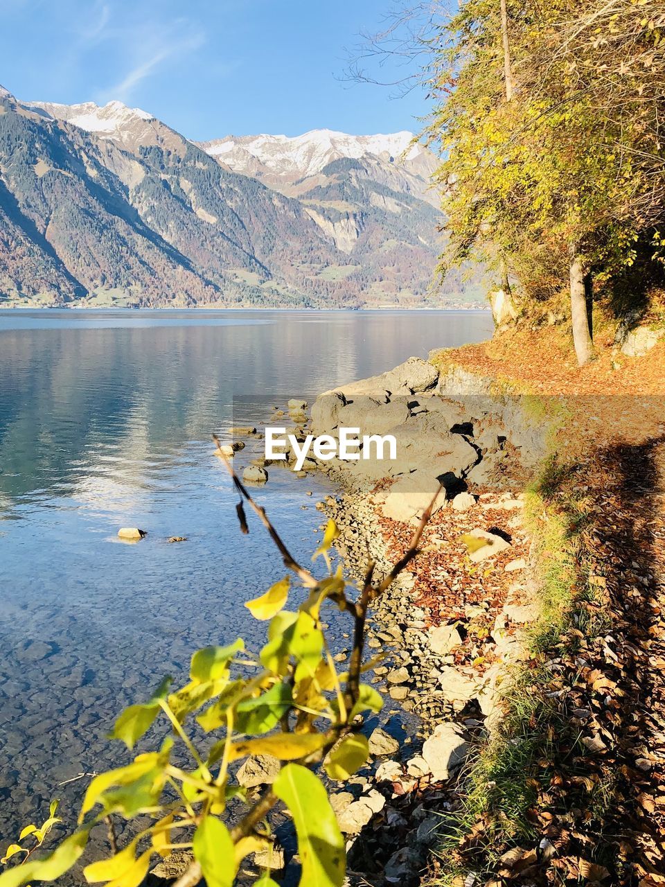 PLANTS GROWING BY LAKE AGAINST MOUNTAINS