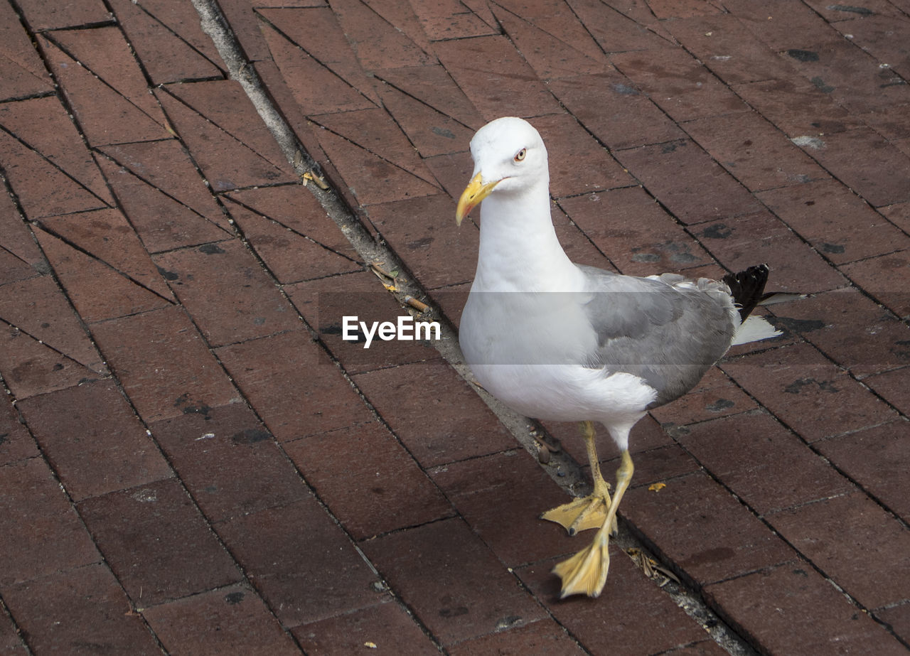 Seagull on footpath