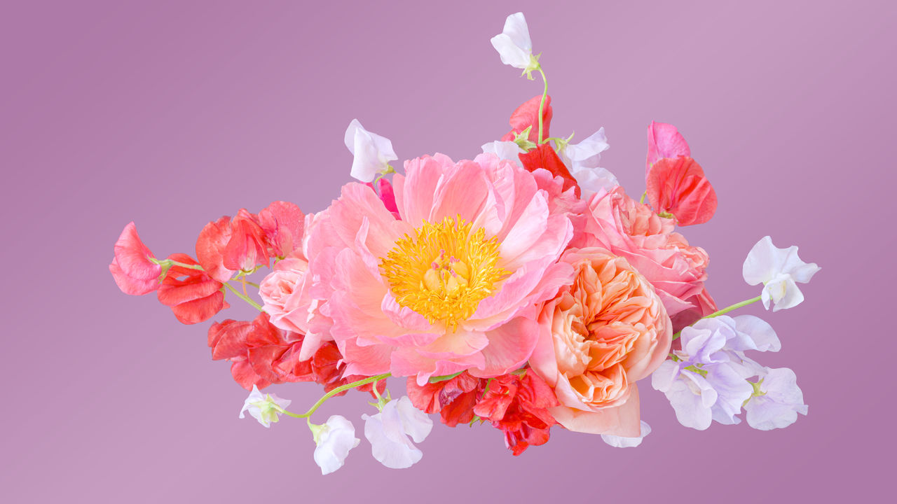 pink, flower, studio shot, petal, flowering plant, colored background, plant, beauty in nature, blossom, nature, freshness, no people, indoors, bouquet, close-up, pink background, multi colored, creativity, fragility, red, inflorescence