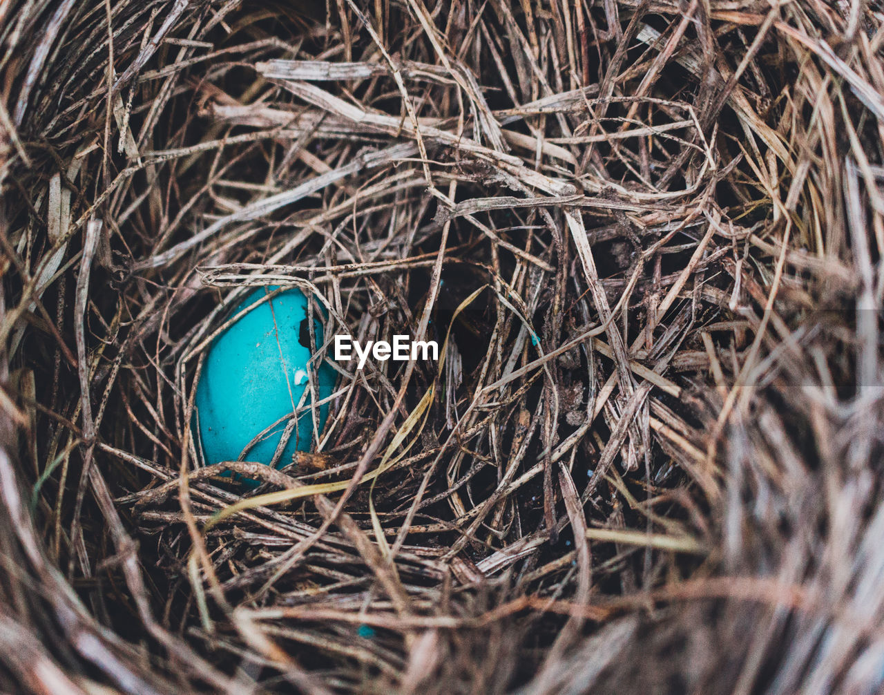 Close-up of egg in nest