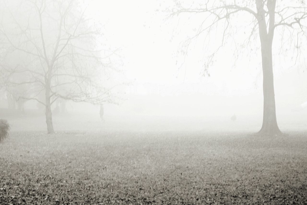 TREES IN FIELD