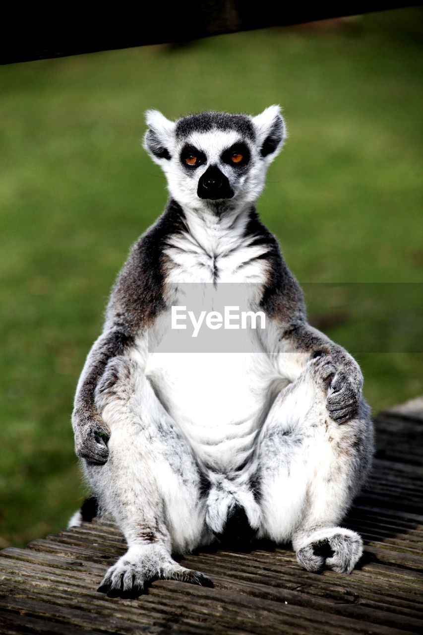 A ring tailed lemur not looking very impressed