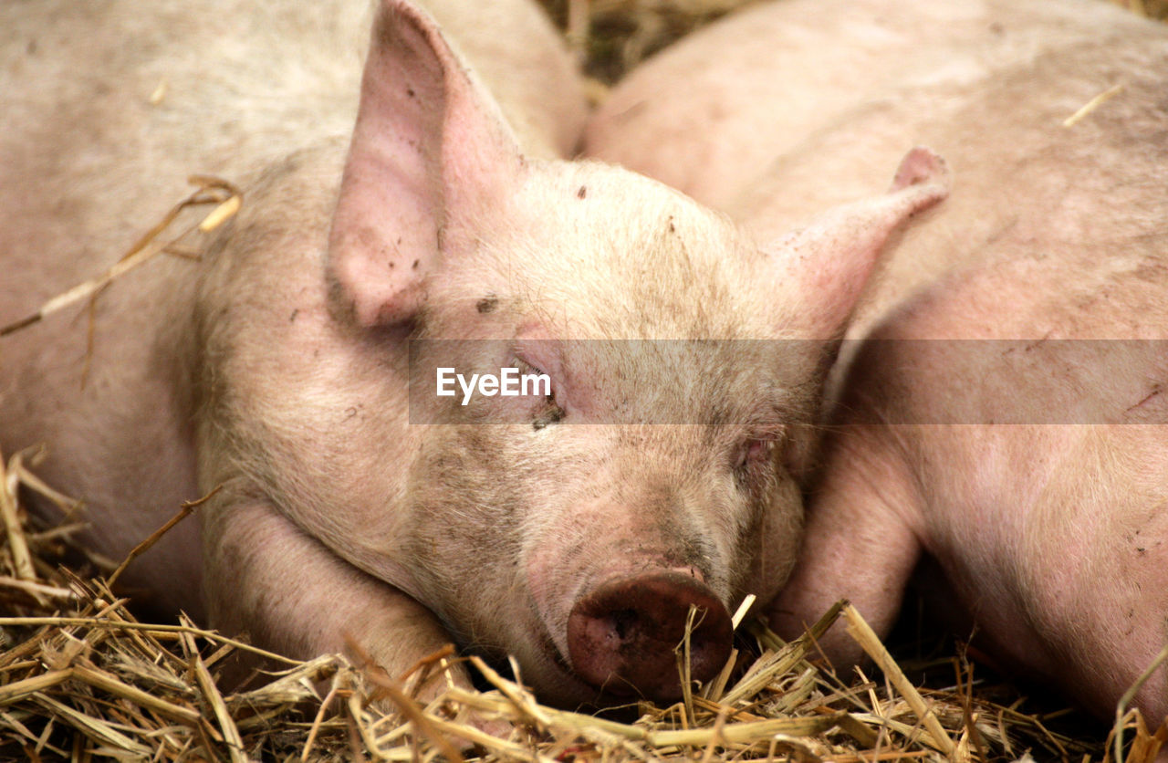 Pigs sleeping on hay at farm
