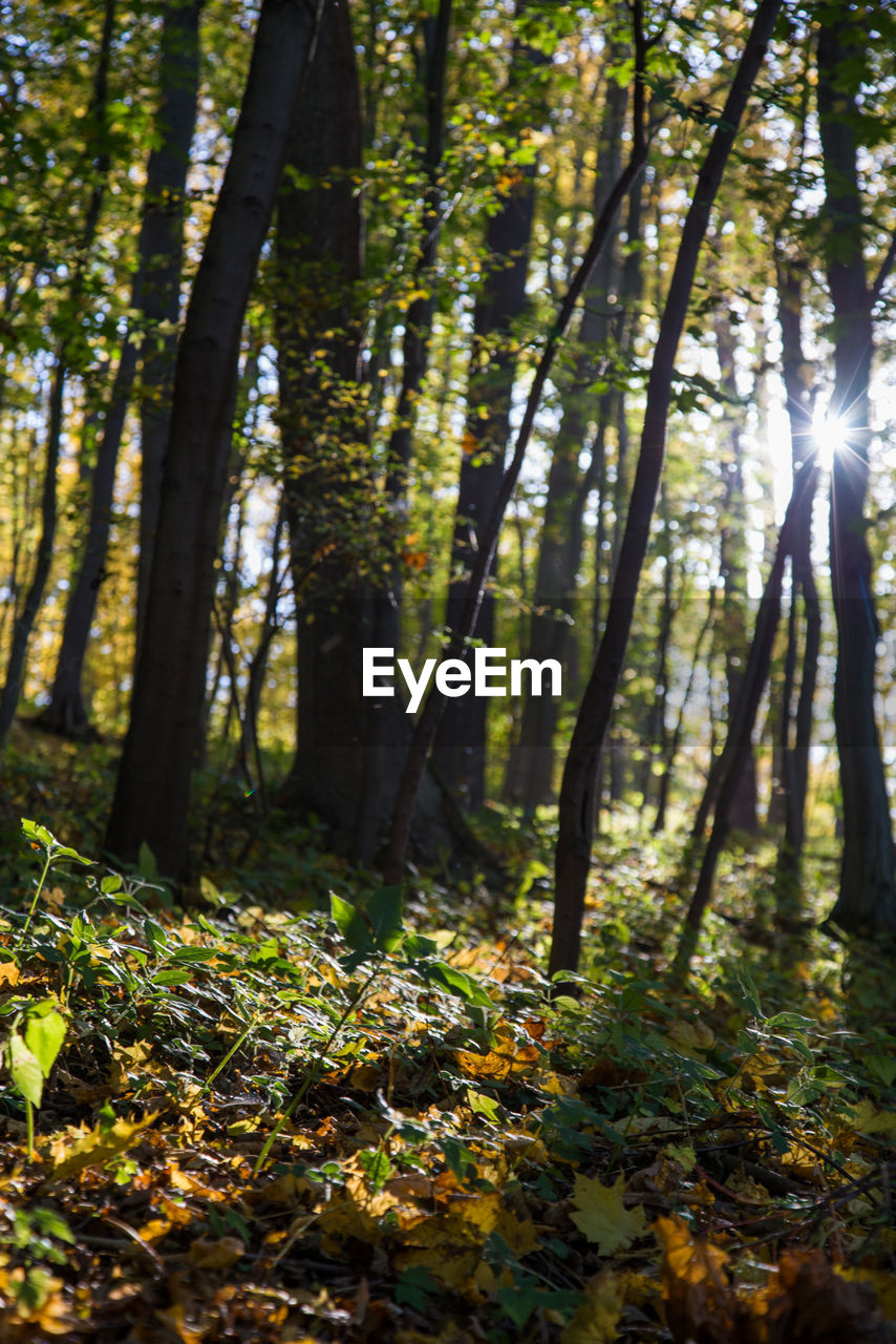 VIEW OF TREES IN FOREST