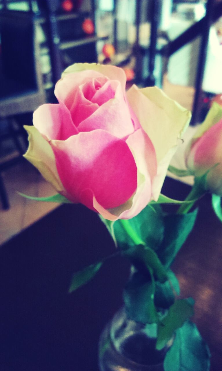 Pink rose in vase