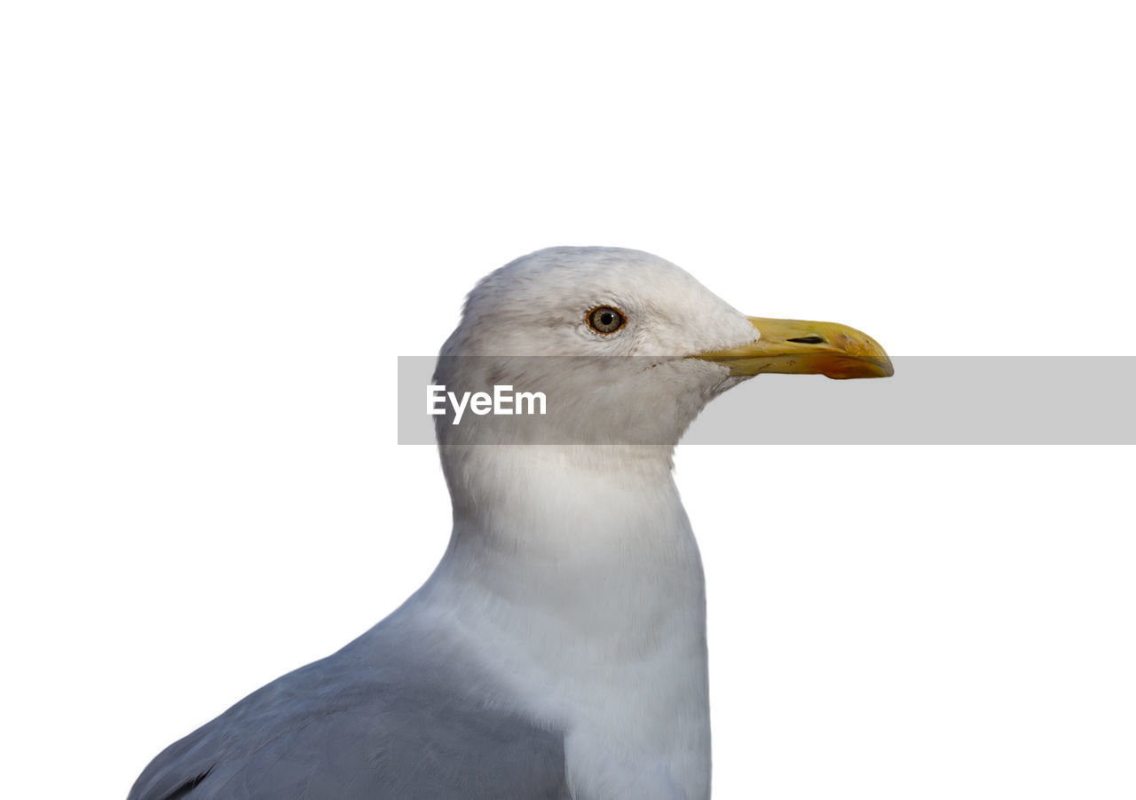 CLOSE-UP OF SEAGULL LOOKING AWAY AGAINST CLEAR SKY