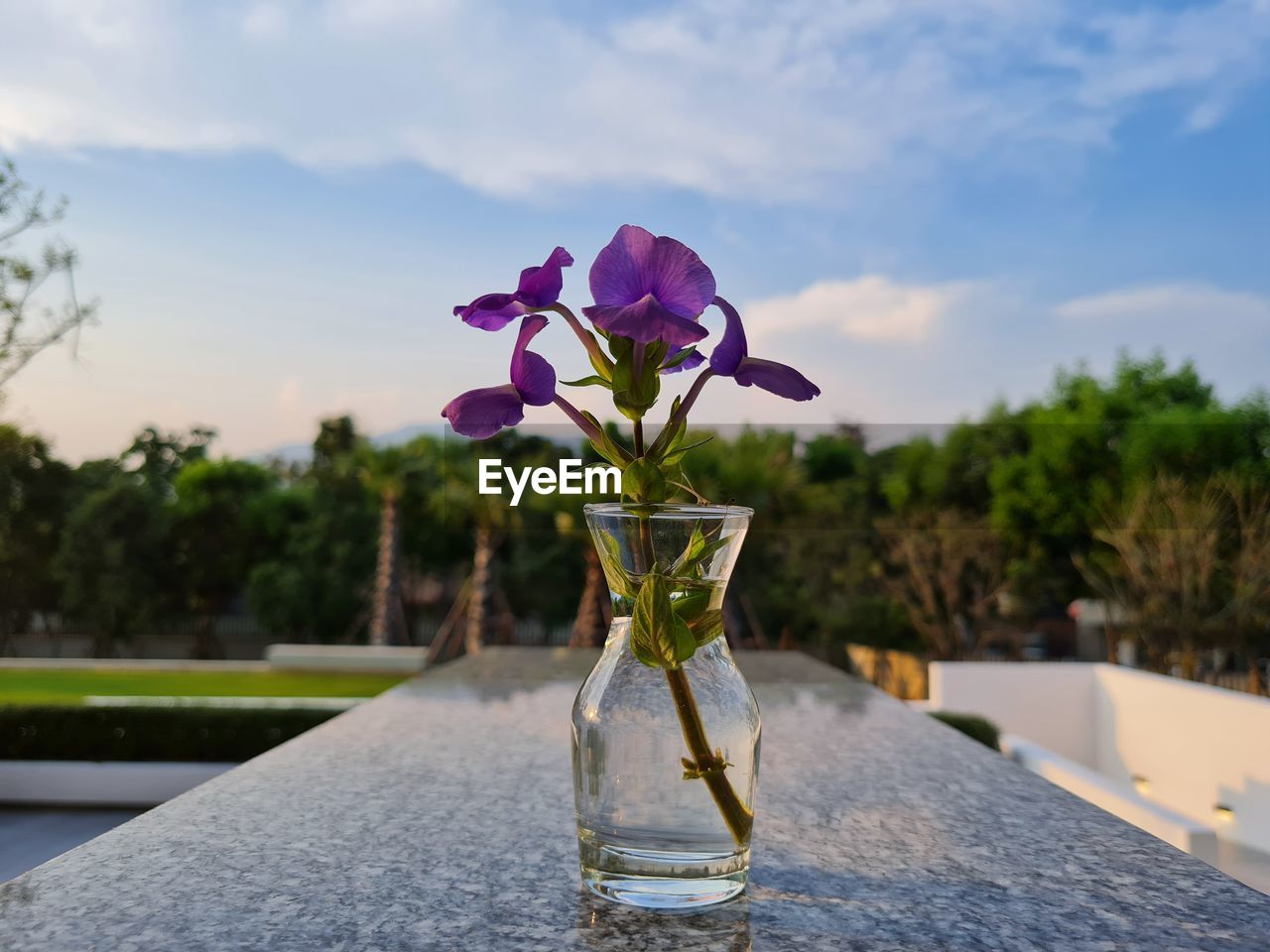plant, flower, flowering plant, nature, beauty in nature, freshness, sky, no people, vase, table, outdoors, water, focus on foreground, flower head, day, close-up, fragility, cloud, blue, pink, purple, sunlight