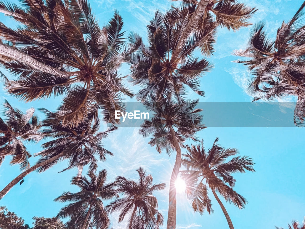 Low angle view of palm trees against blue sky
