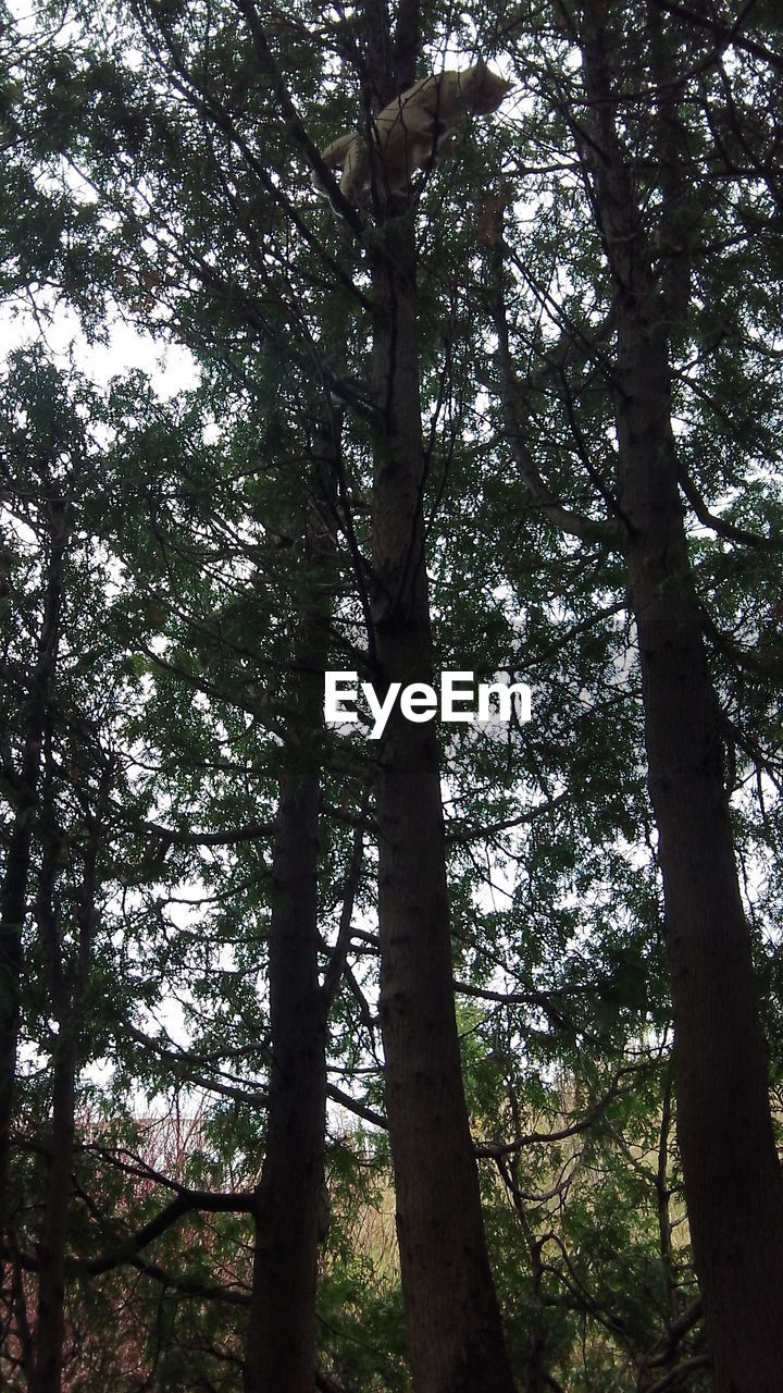 LOW ANGLE VIEW OF TREES