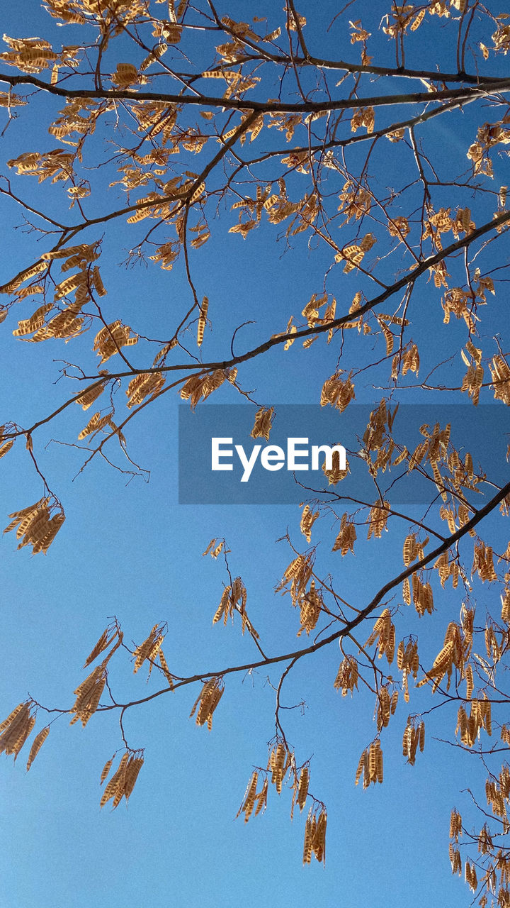 LOW ANGLE VIEW OF AUTUMNAL TREES AGAINST BLUE SKY
