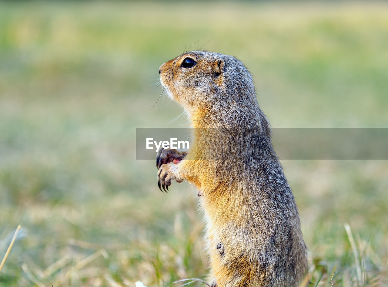 animal, animal themes, animal wildlife, squirrel, one animal, wildlife, mammal, rodent, whiskers, grass, no people, prairie dog, nature, chipmunk, prairie, eating, outdoors, focus on foreground, side view, close-up, day, plant, portrait