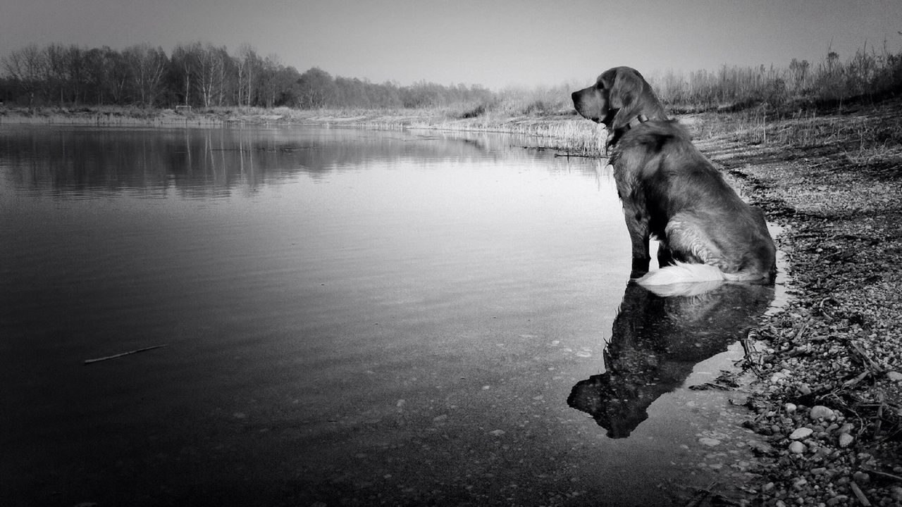 Dog sitting on lakeshore in forest
