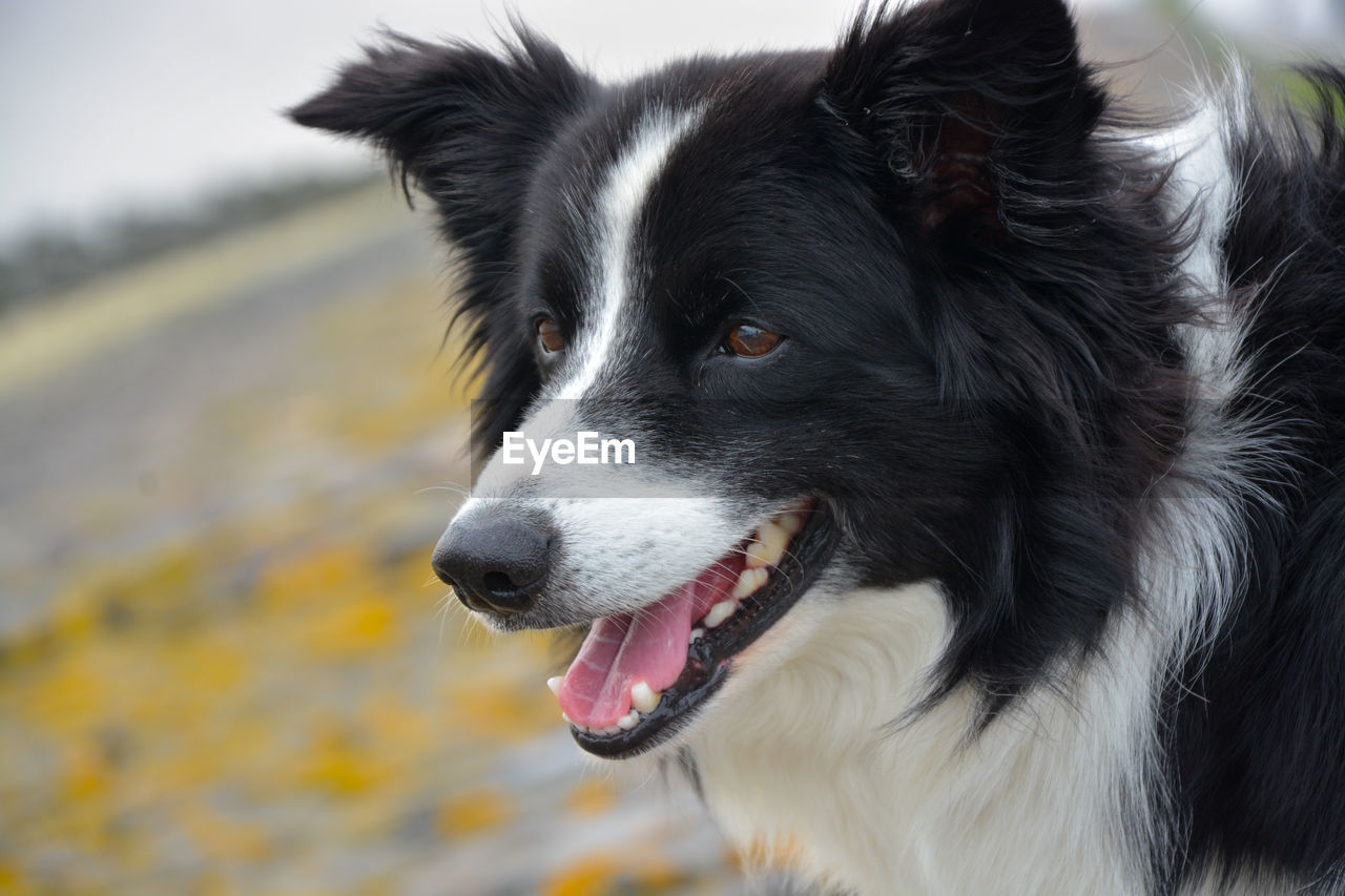 Border collie with curiosity 