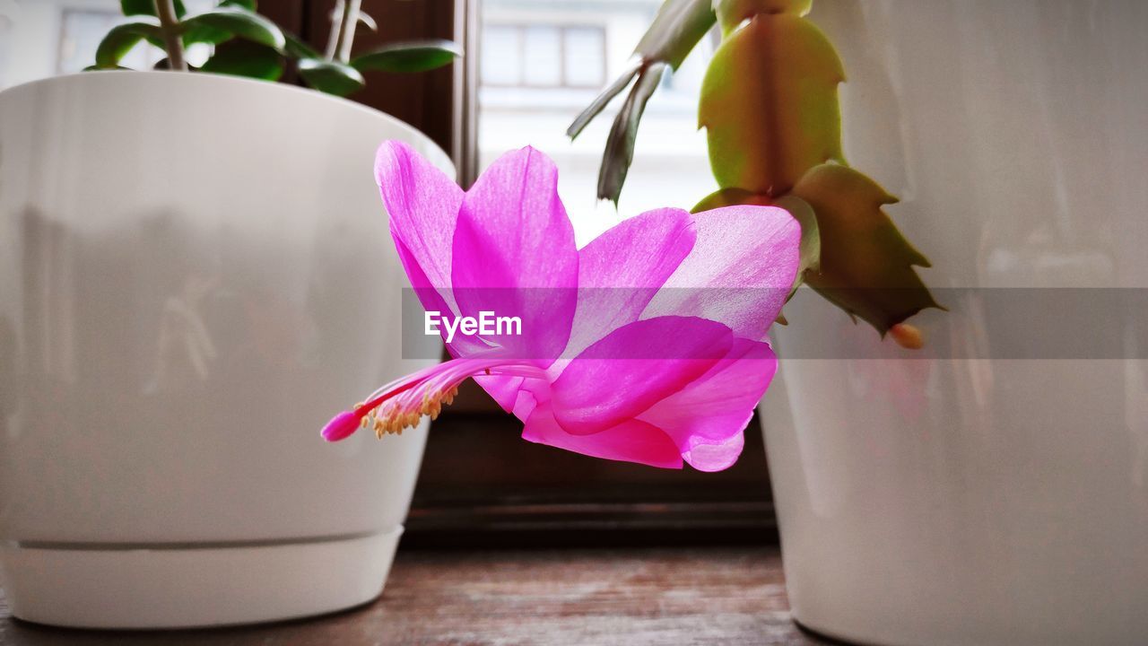 flower, flowering plant, plant, freshness, pink, beauty in nature, nature, indoors, no people, flower head, petal, close-up, orchid, inflorescence, fragility, domestic room, home, home interior, vase, flowerpot, purple