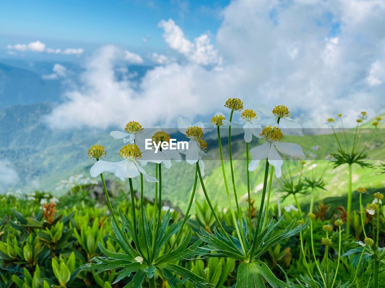 SCENIC VIEW OF FLOWERING PLANT AGAINST SKY