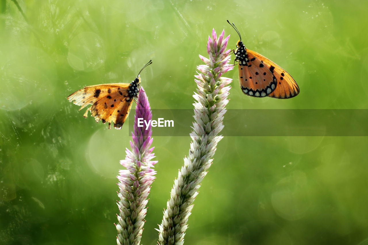 close-up of butterfly on flower
