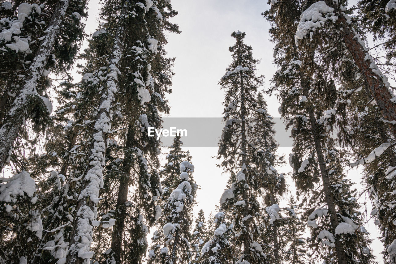 Snowy tree tops in johnston canyon