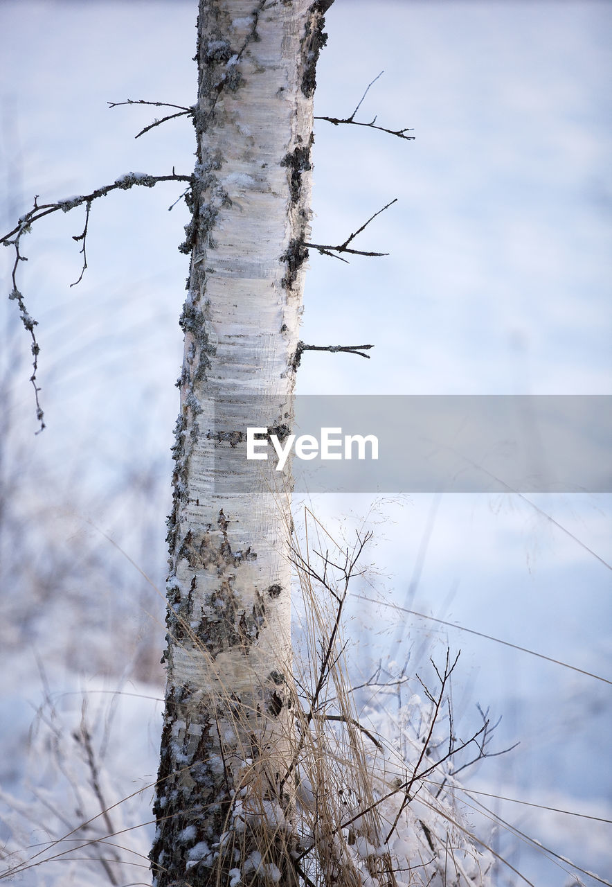 VIEW OF TREE BRANCH AGAINST SKY