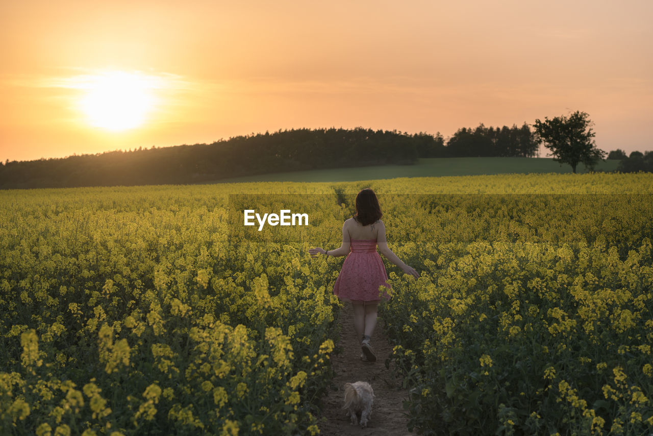 Rear view of woman walking with dog amidst oilseed rape field against sky during sunset